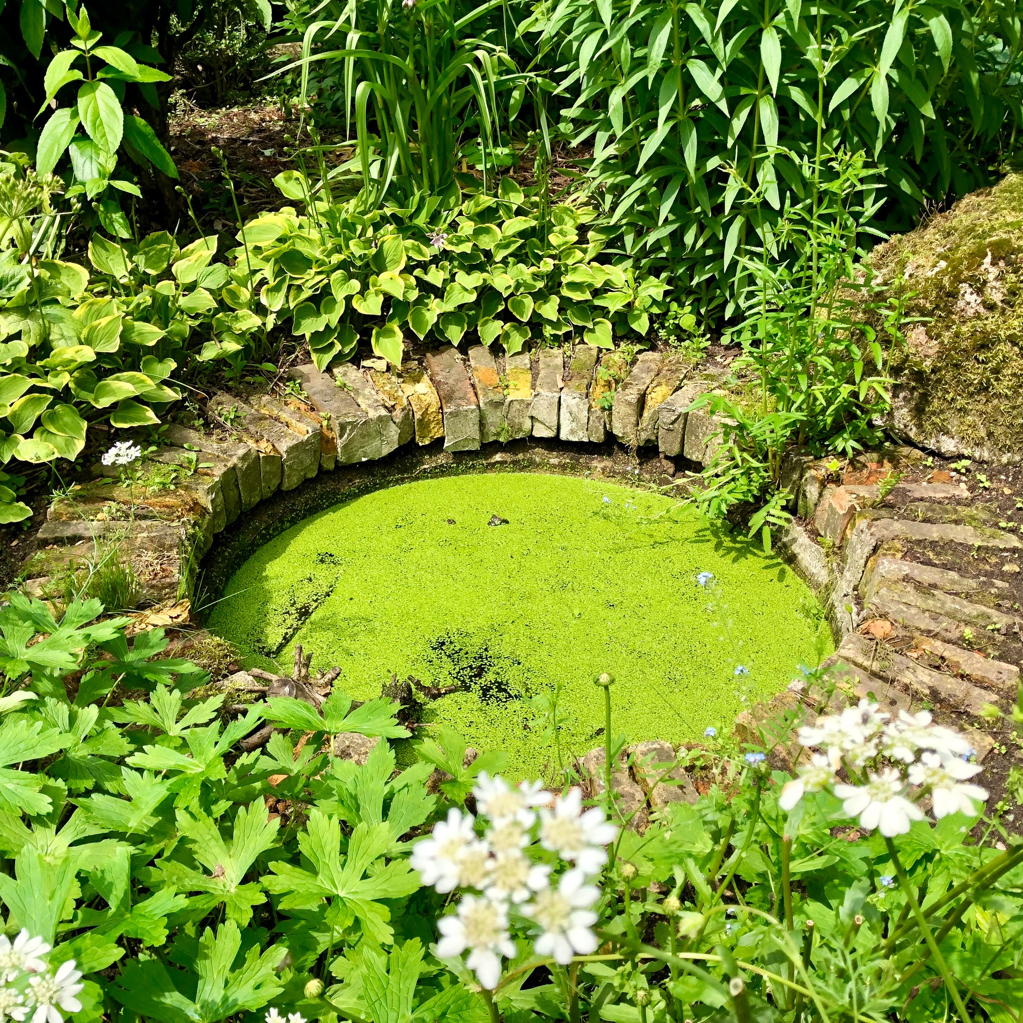 Wasser-Biotop