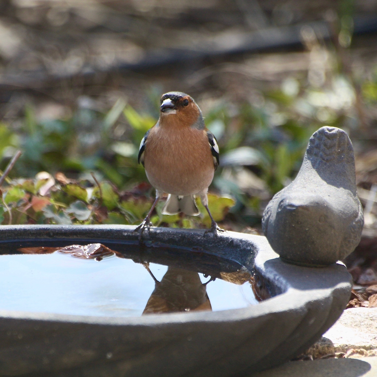 Vogeltränke