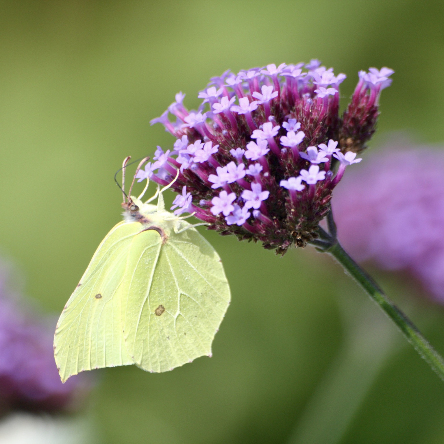 Verbena bonariensis