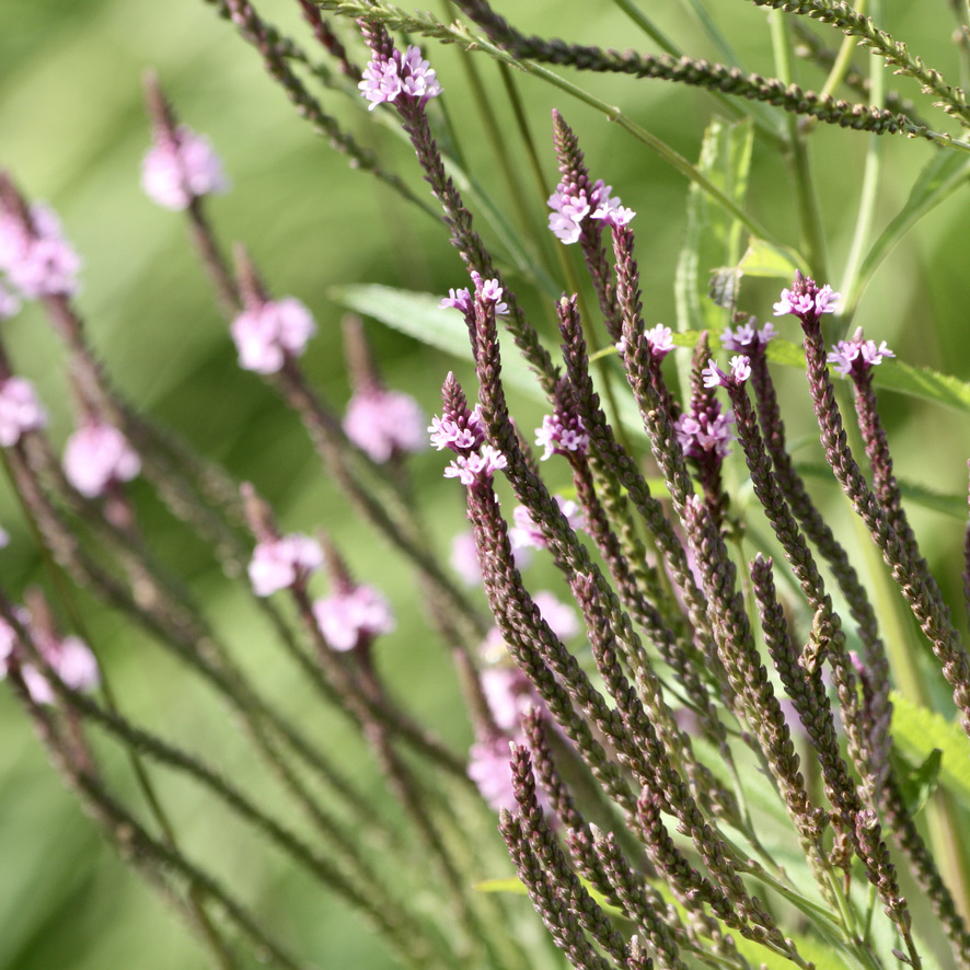 Verbena hastata