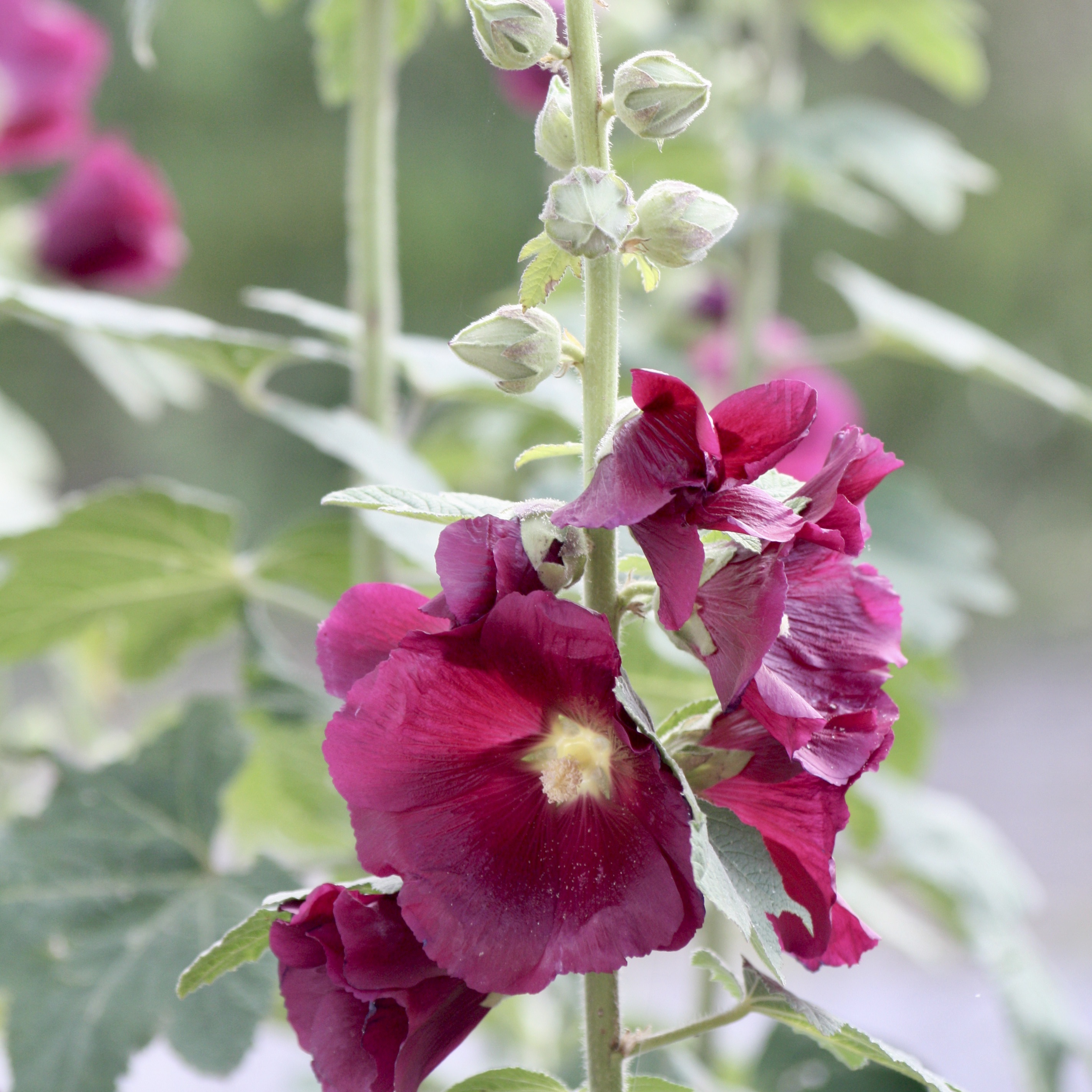 Alcea rosea