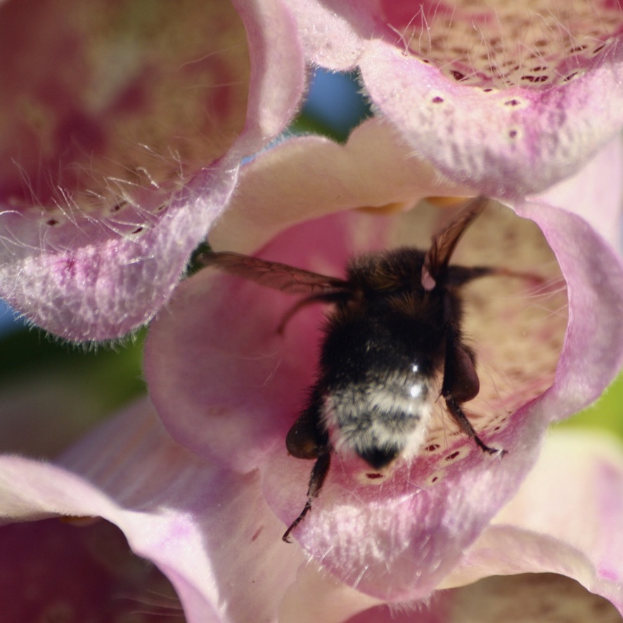 Digitalis purpurea