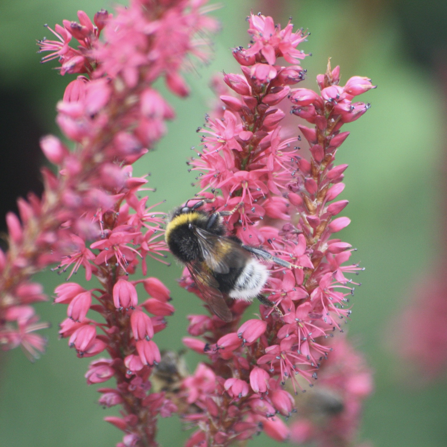 Persicaria (Bistorta) amplexicaulis 'Speciosa'