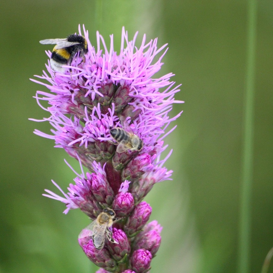 Liatris spicata