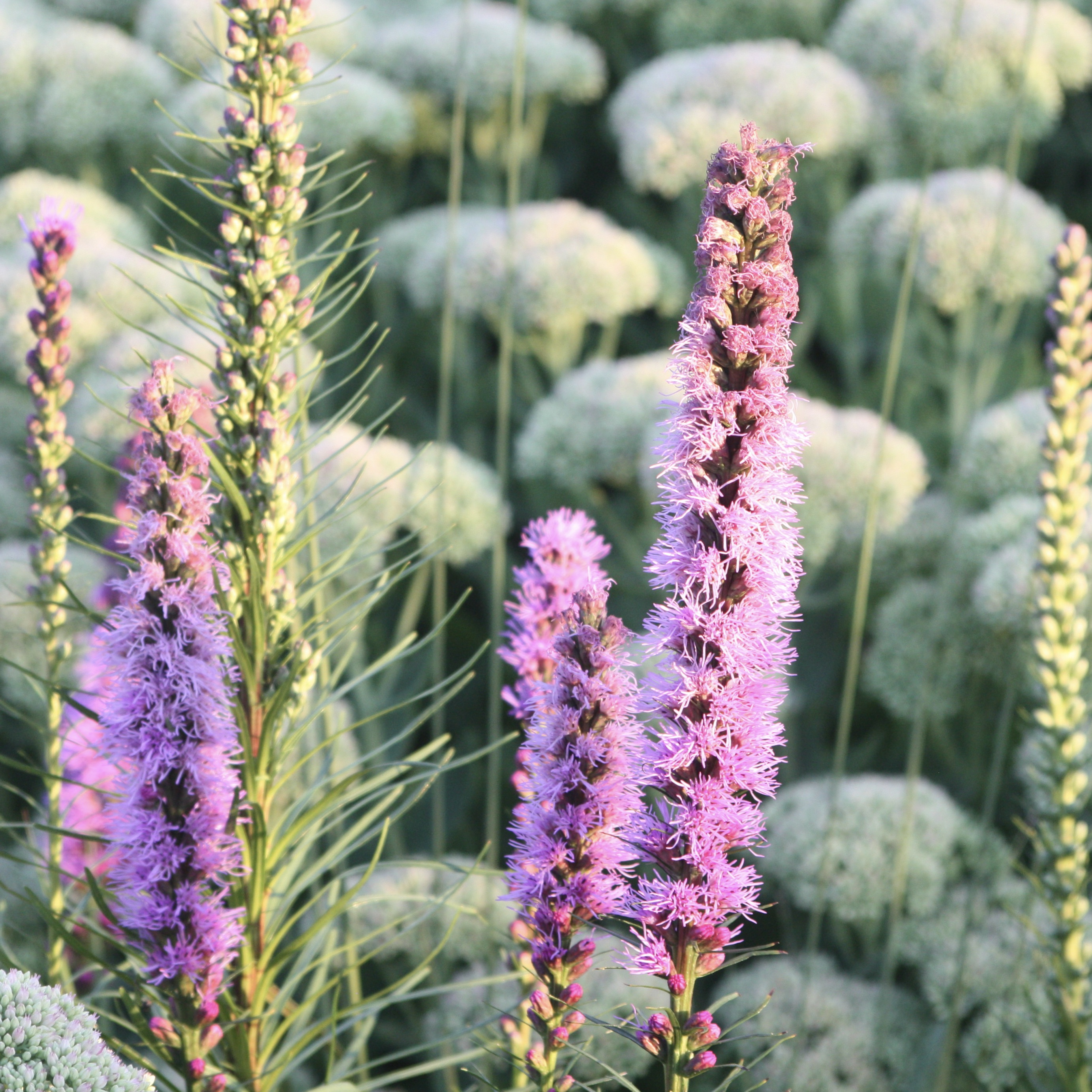 Liatris spicata