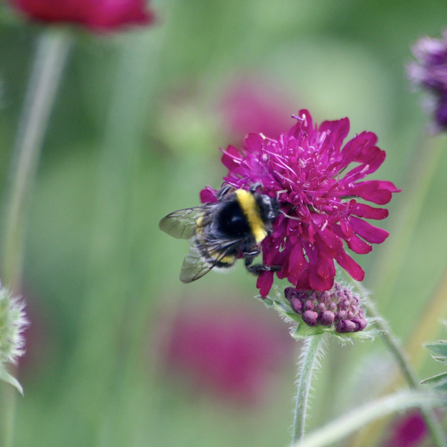 Knautia macedonica