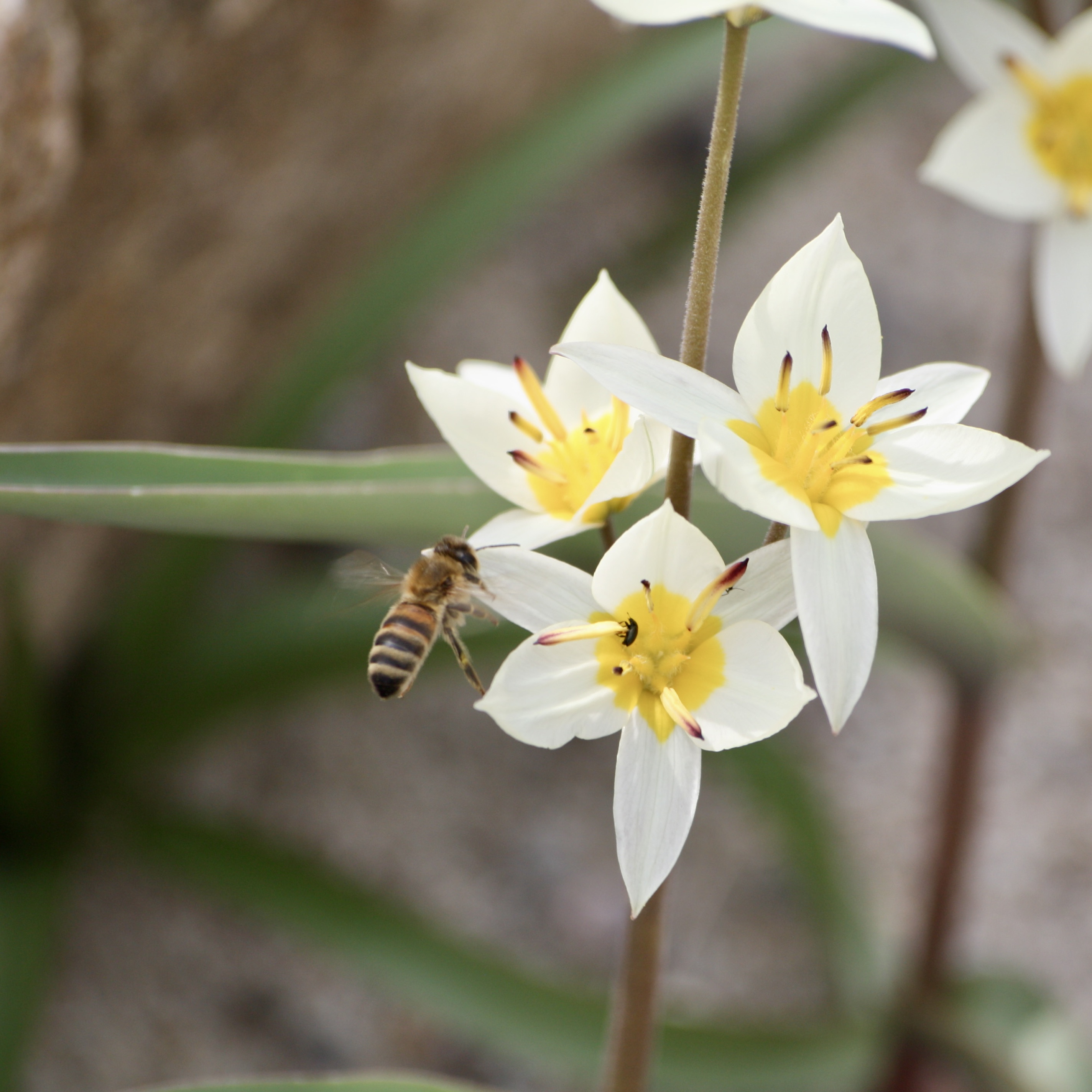 Tulpe turkestanica