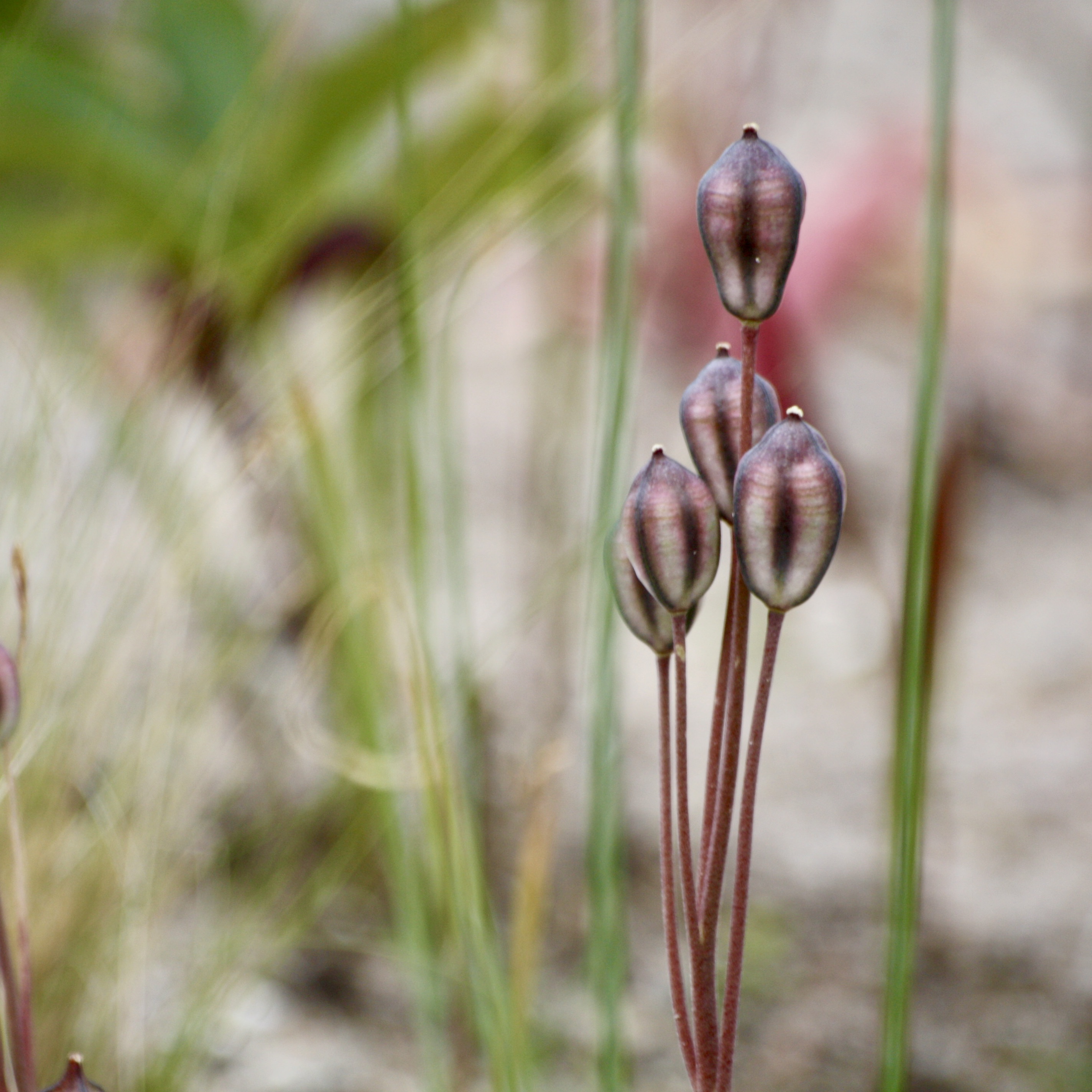 Zauberhafte Samenstände der Wildtulpen