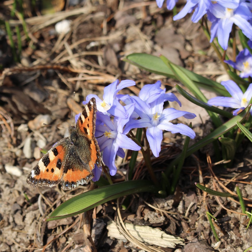 Chionodoxa luciliae