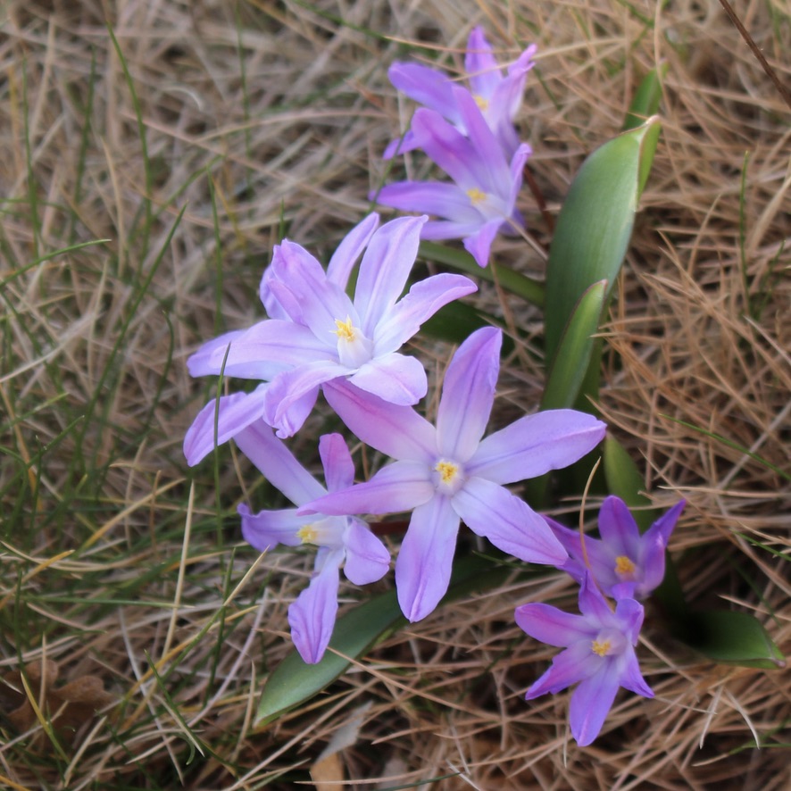 Chionodoxa luciliae
