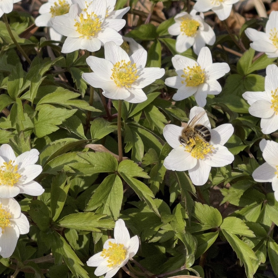 Anemone nemerosa