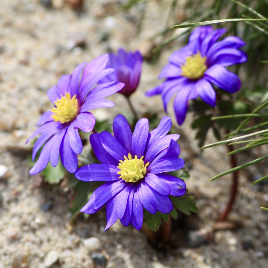 Anemone blanda