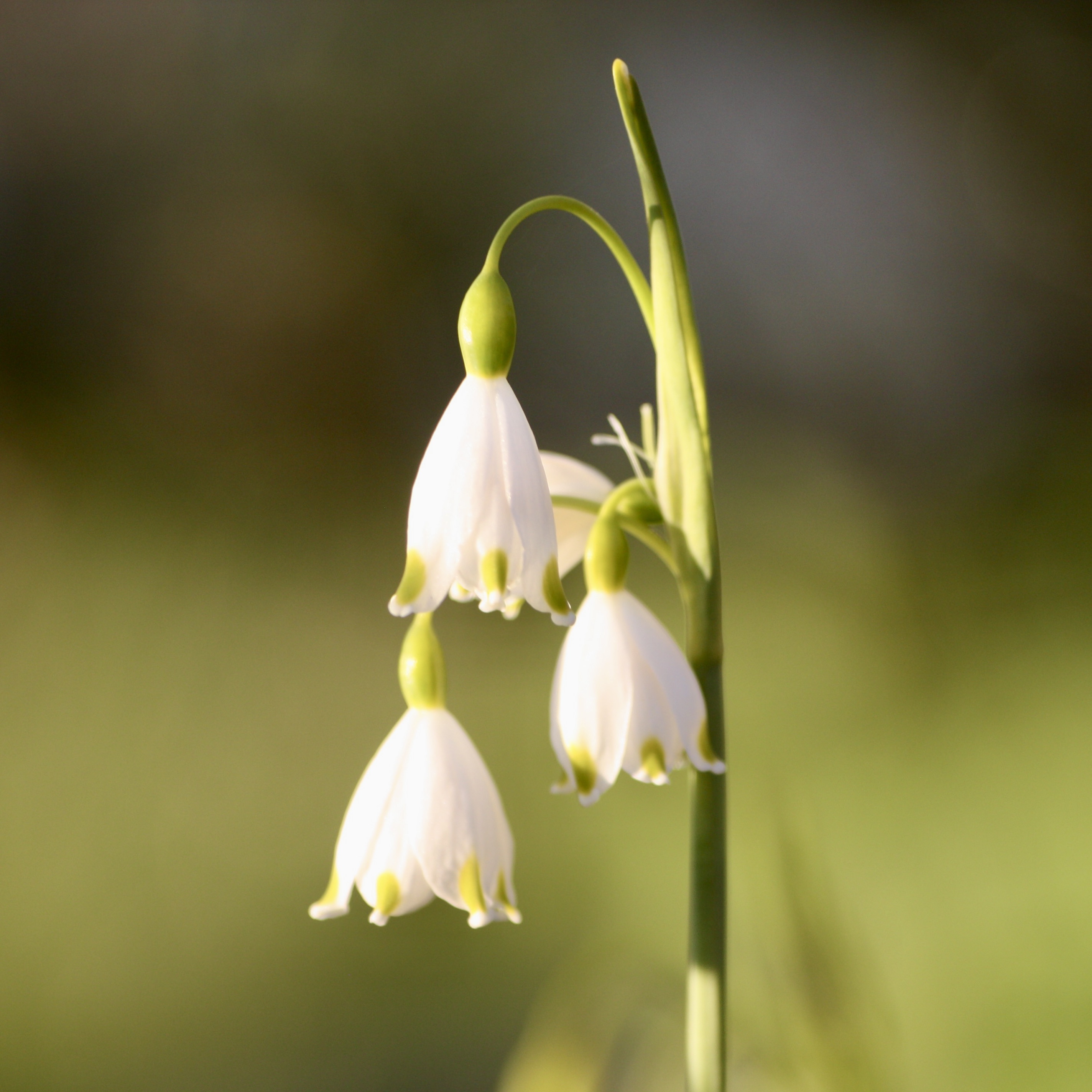 Leucojum vernum