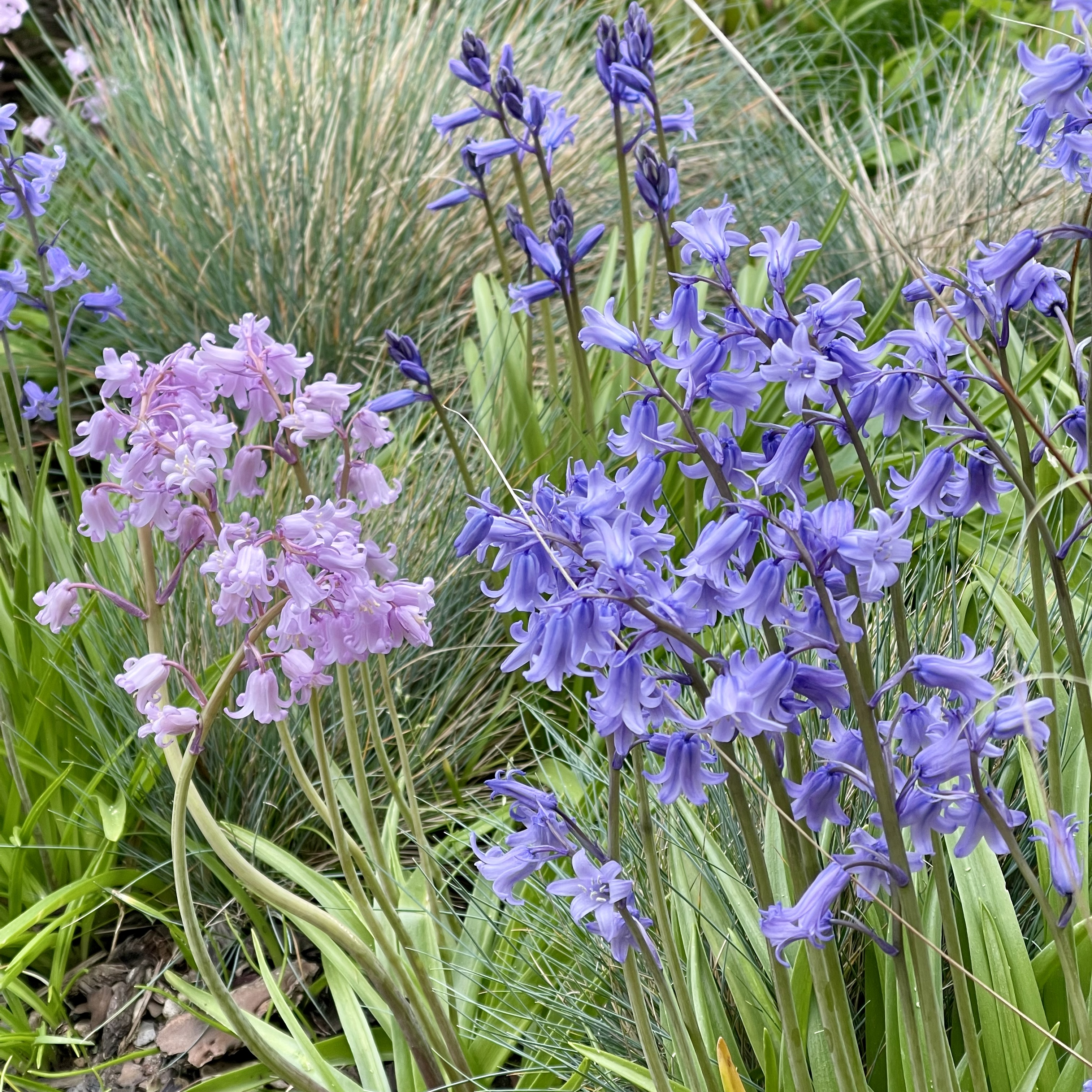 Hyacinthoides hispanica
