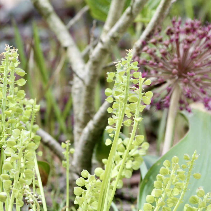 Samenstand Muscari