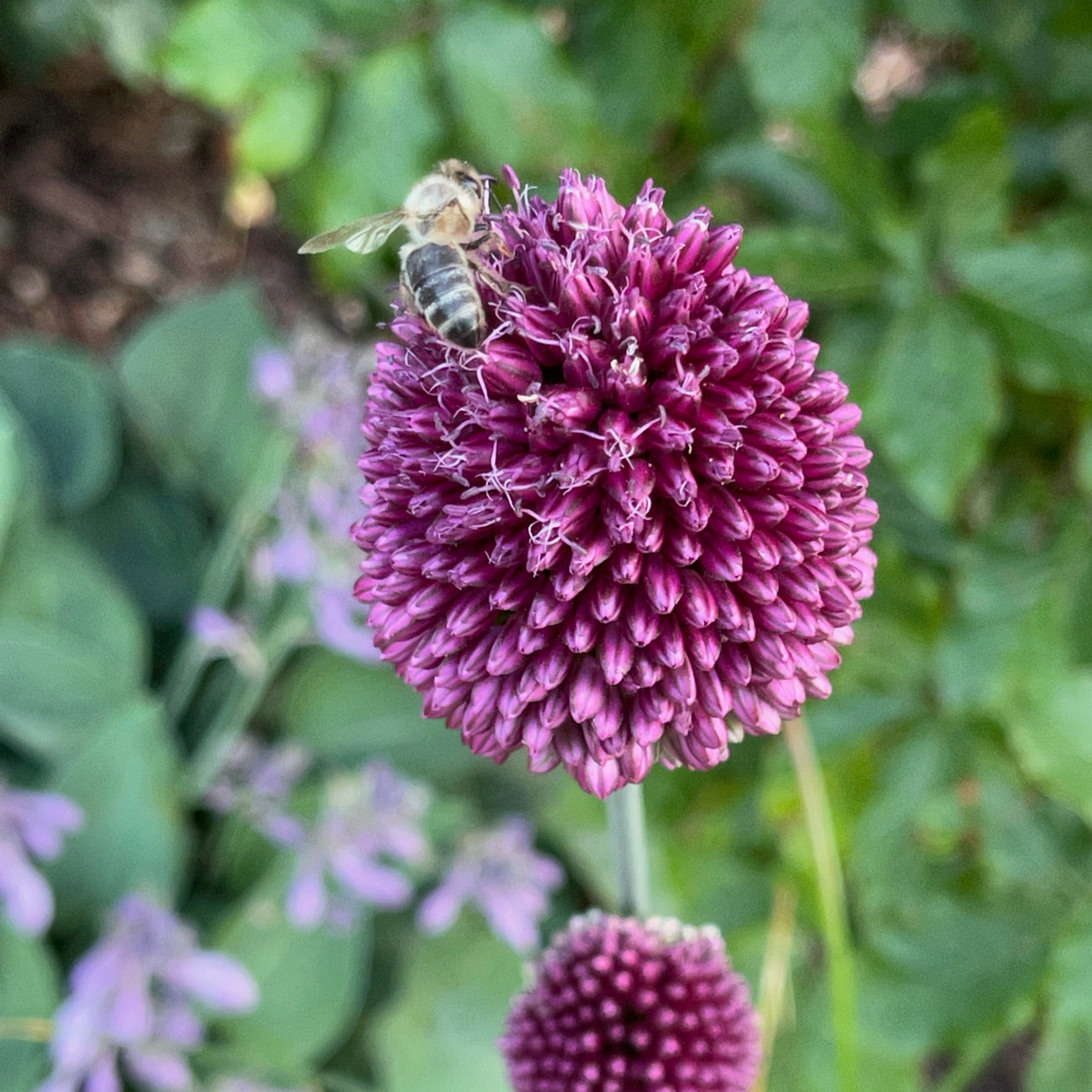 Allium sphaerocephalon